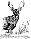 stag